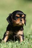 CAVALIER KING CHARLES 578